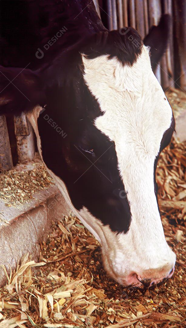 Gado bovinos sobre pastos fazenda vacas pastando sobre céu azul