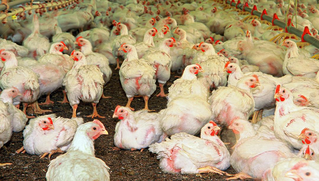 Galinhas animais no seus galinheiros fazenda