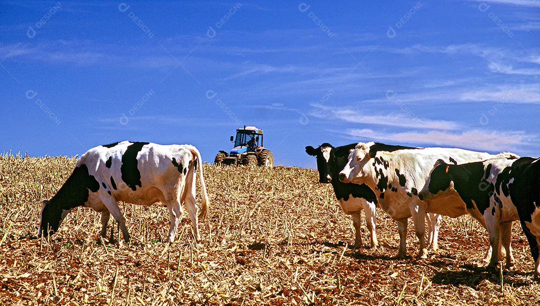 Gado bovinos sobre pastos fazenda vacas pastando sobre céu azul