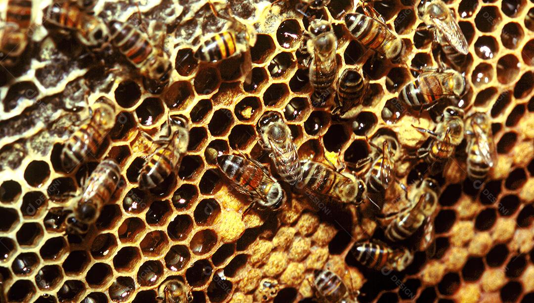 Abelha Buckfast Insetos colmeia mel comida