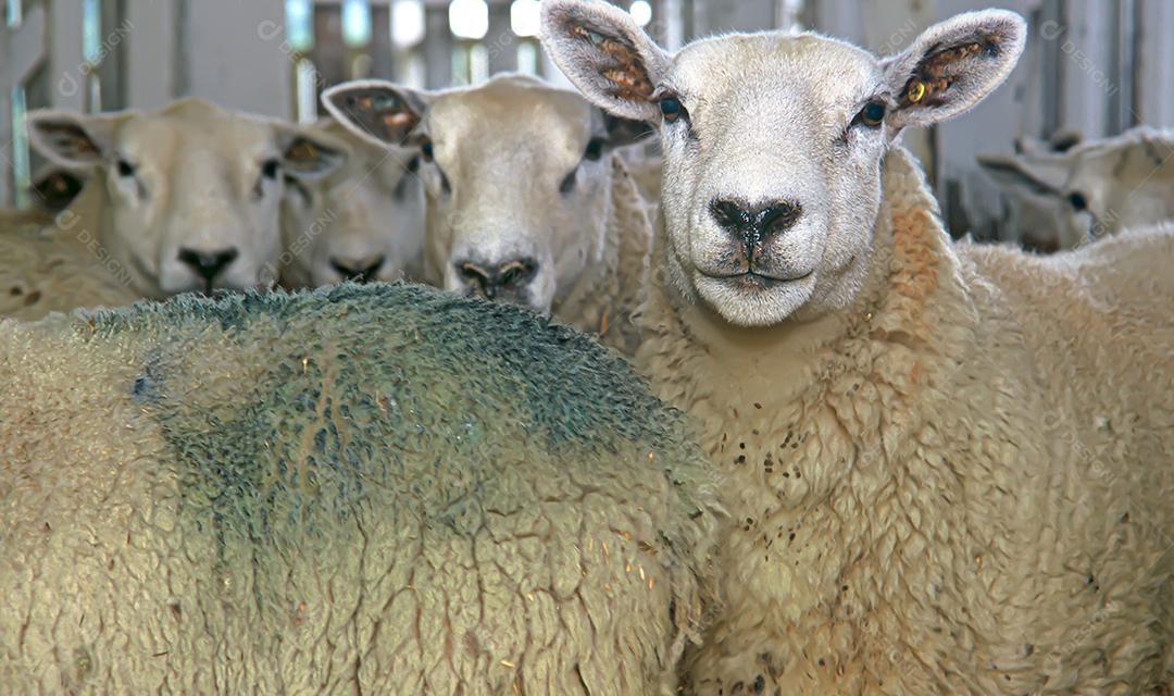 Ovelhas comendo no campo sobre o céu azul