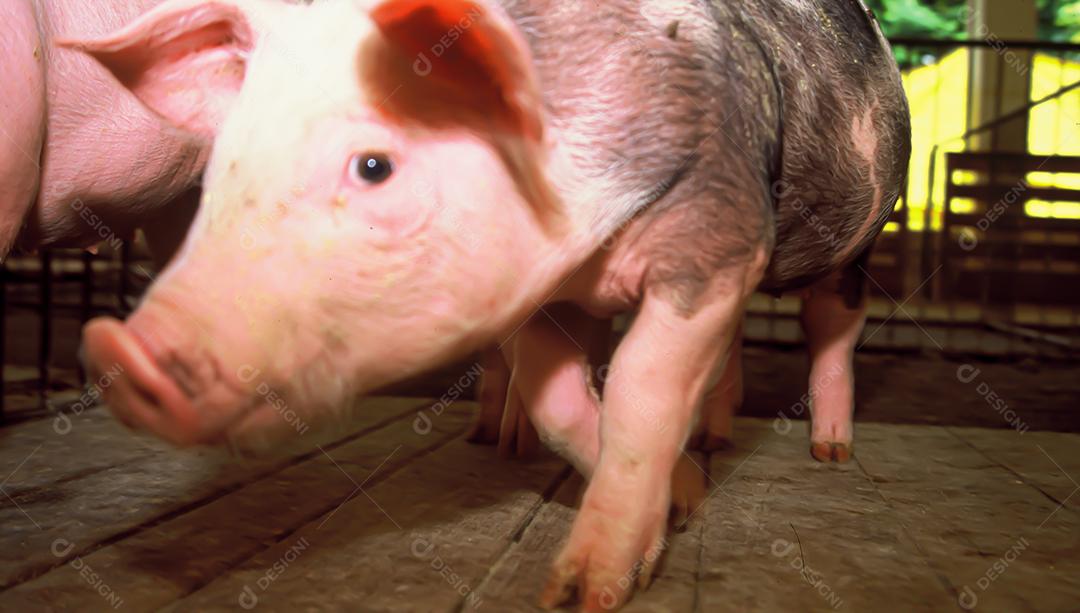 Animal porco criação fazenda dentro de um chiqueiro