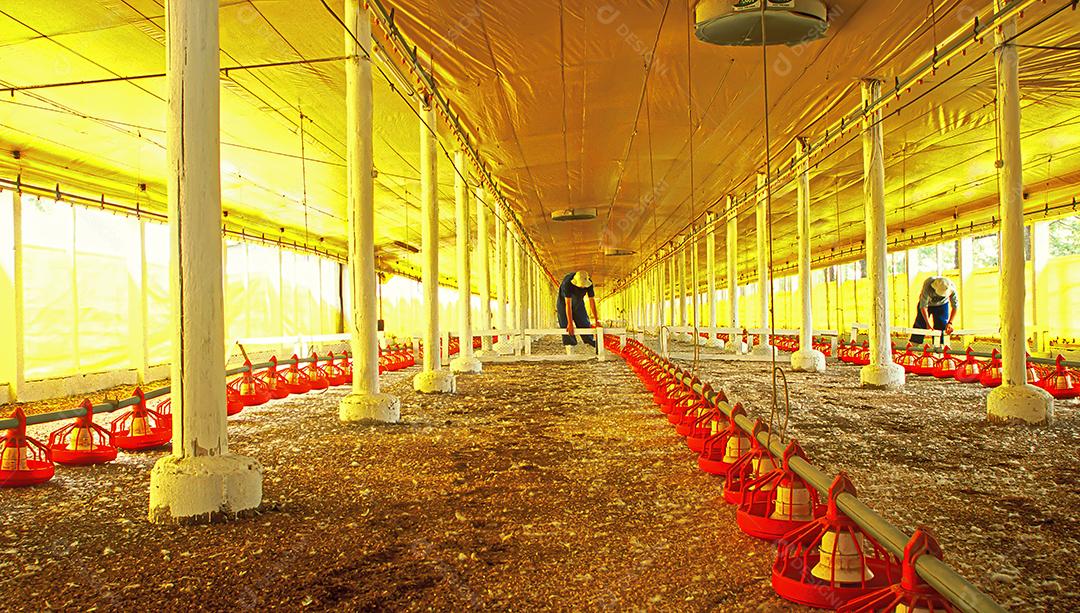 Homens trabalhando em um galinheiro