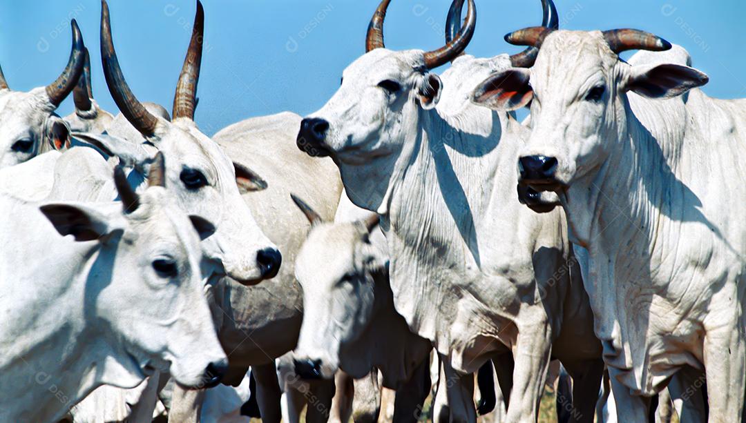 Gado bovinos sobre pastos fazenda vacas pastando sobre céu azul