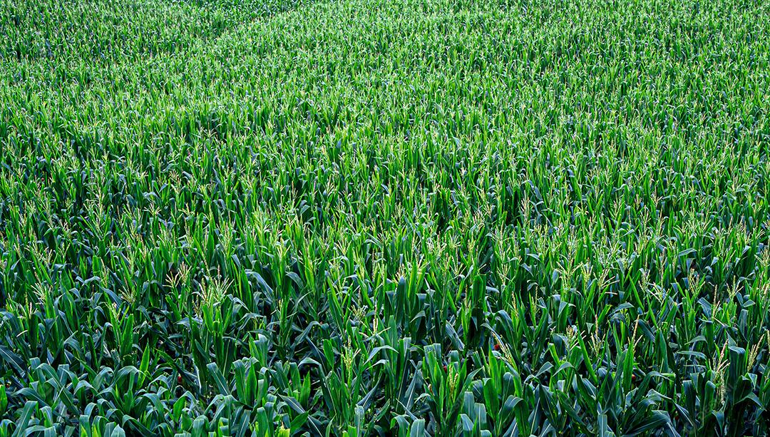 Plantações agrícolas de diferentes culturas. Agronegócio no Brasil, o setor que mais movimenta a economia