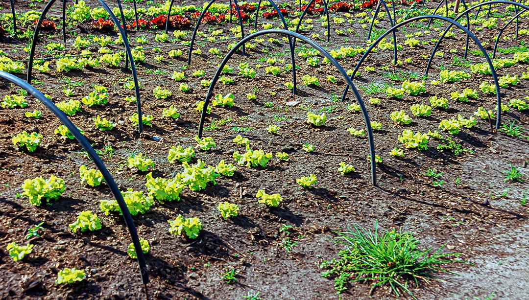 Plantações agrícolas de diferentes culturas. Agronegócio no Brasil, o setor que mais movimenta a economia