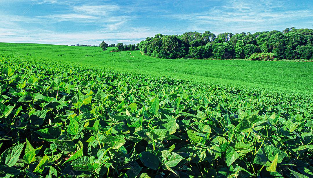 Plantações agrícolas de diferentes culturas. Agronegócio no Brasil, o setor que mais movimenta a economia