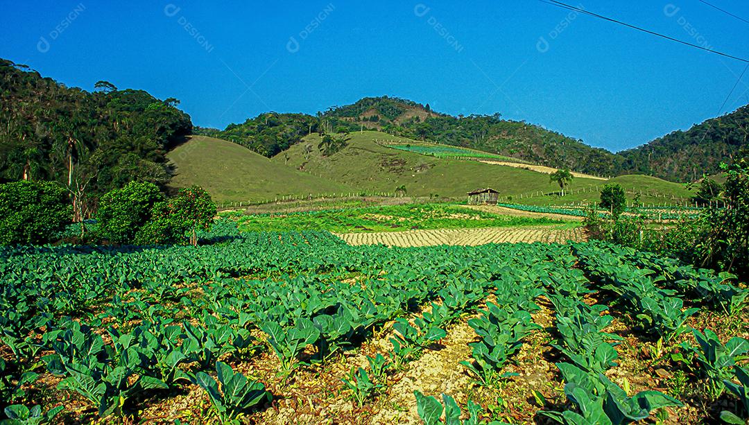 Plantações agrícolas de diferentes culturas. Agronegócio no Brasil, o setor que mais movimenta a economia