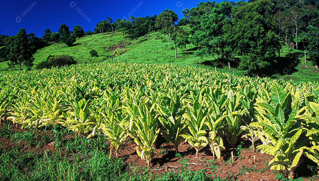 Plantações agrícolas de diferentes culturas. Agronegócio no Brasil, o setor que mais movimenta a economia
