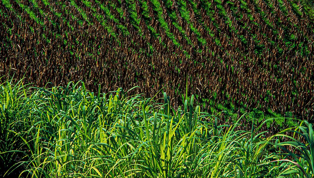 Plantações agrícolas de diferentes culturas. Agronegócio no Brasil, o setor que mais movimenta a economia