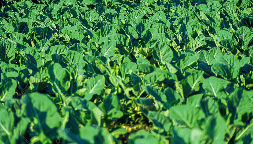 Plantações agrícolas de diferentes culturas. Agronegócio no Brasil, o setor que mais movimenta a economia