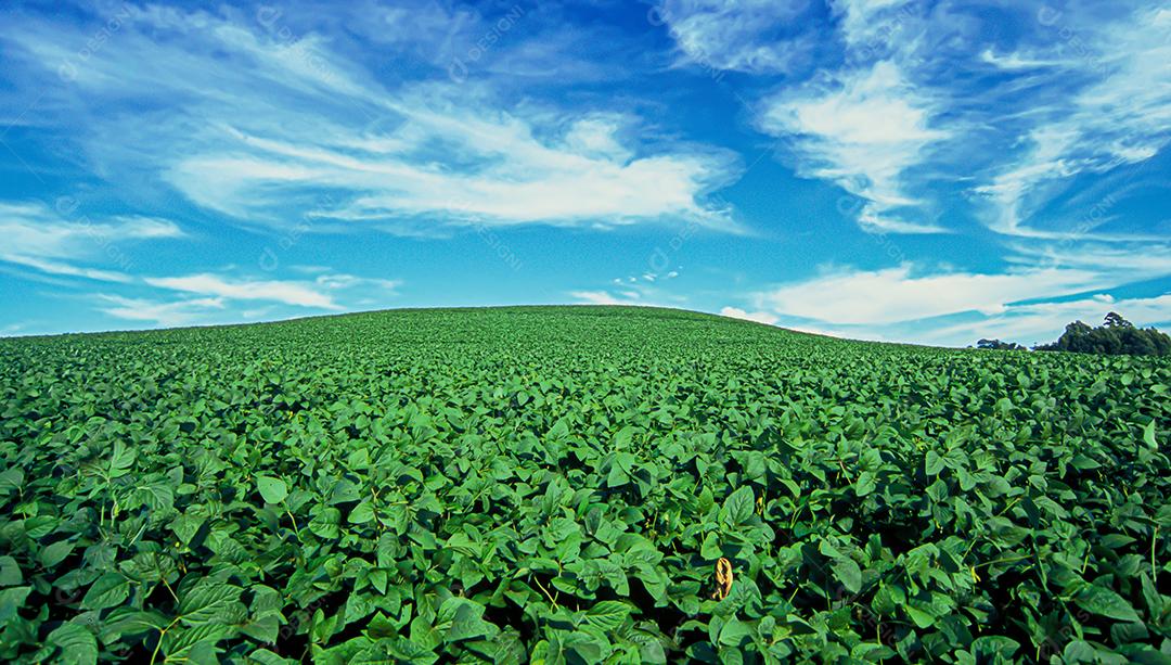 Plantações agrícolas de diferentes culturas. Agronegócio no Brasil, o setor que mais movimenta a economia