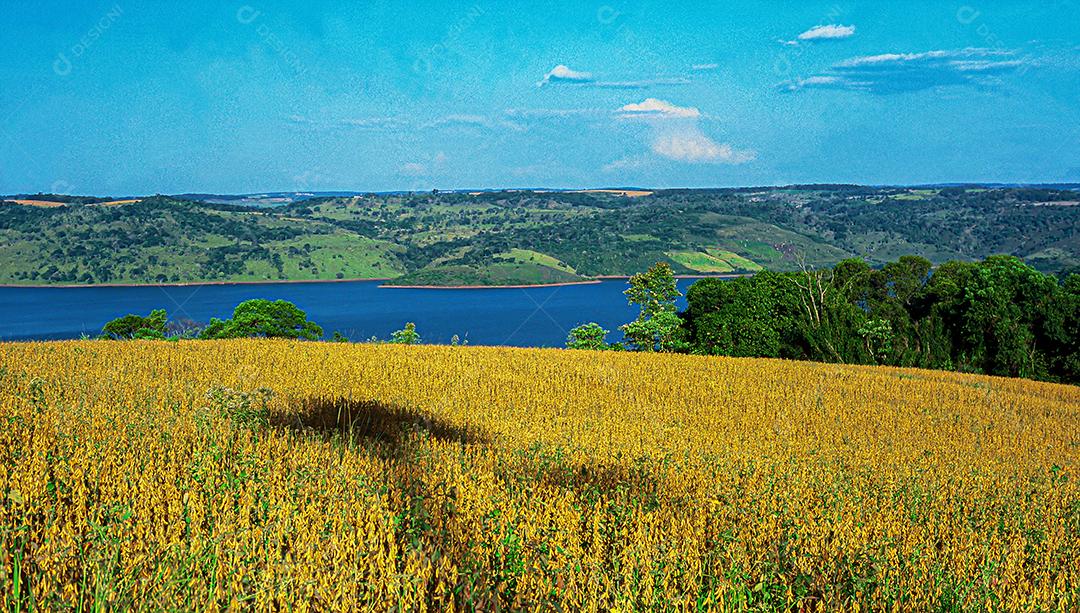 Plantações agrícolas de diferentes culturas. Agronegócio no Brasil, o setor que mais movimenta a economia