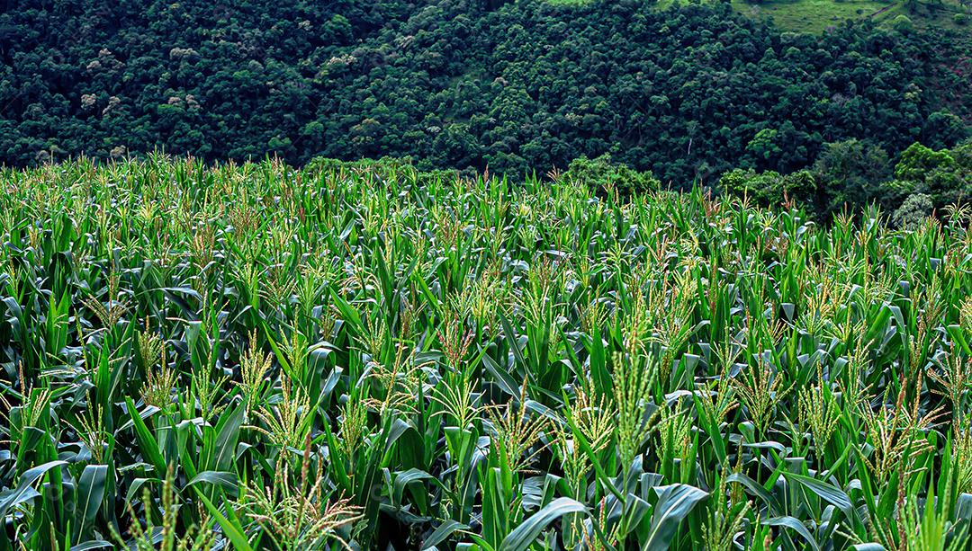 Plantações agrícolas de diferentes culturas. Agronegócio no Brasil, o setor que mais movimenta a economia