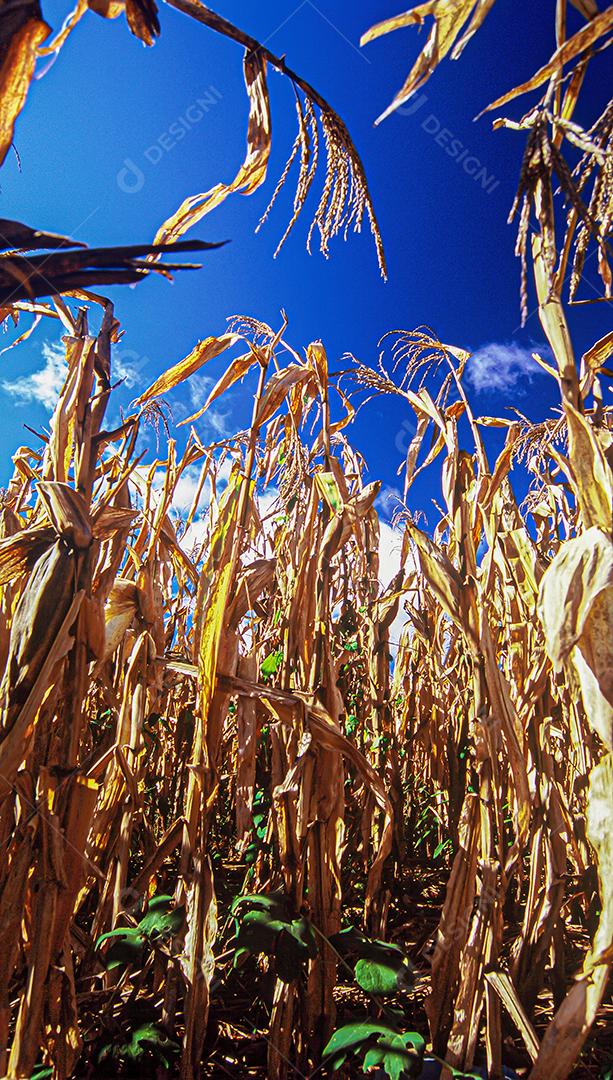 Plantações agrícolas de diferentes culturas. Agronegócio no Brasil, o setor que mais movimenta a economia