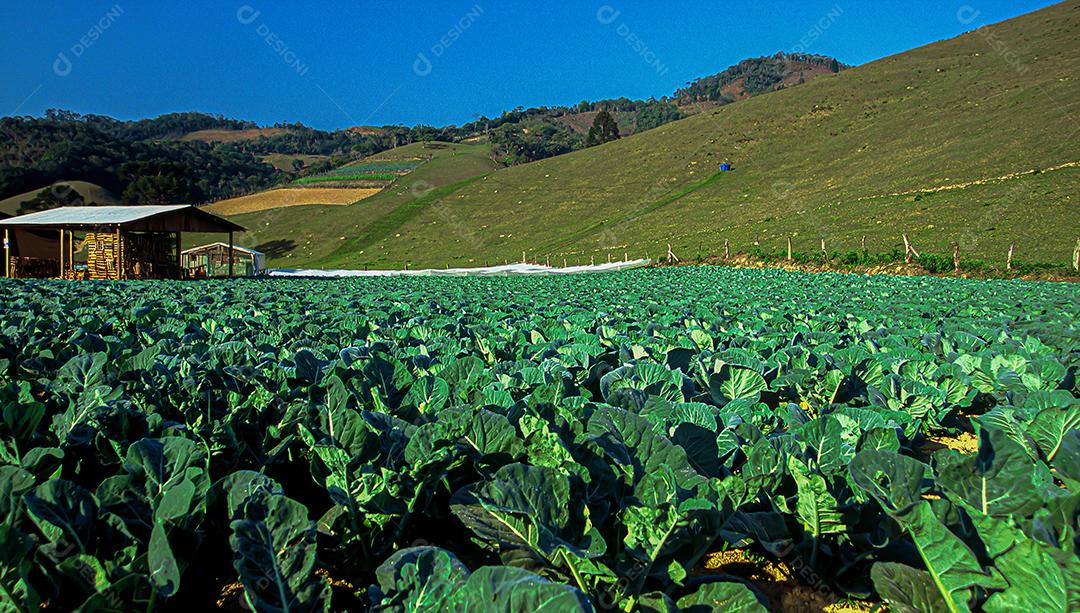 Plantações agrícolas de diferentes culturas. Agronegócio no Brasil, o setor que mais movimenta a economia
