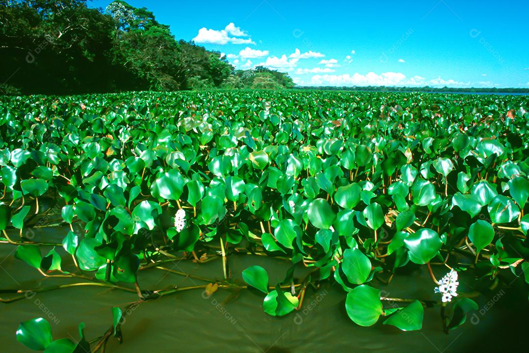 Matas e matas preservadas dentro de áreas brasileiras, com muita vegetação verde, preservando o meio ambiente.