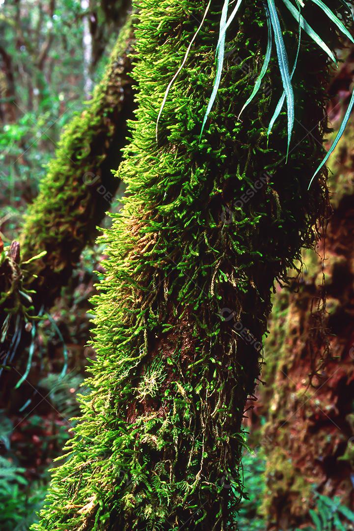 Matas e matas preservadas dentro de áreas brasileiras, com muita vegetação verde, preservando o meio ambiente.