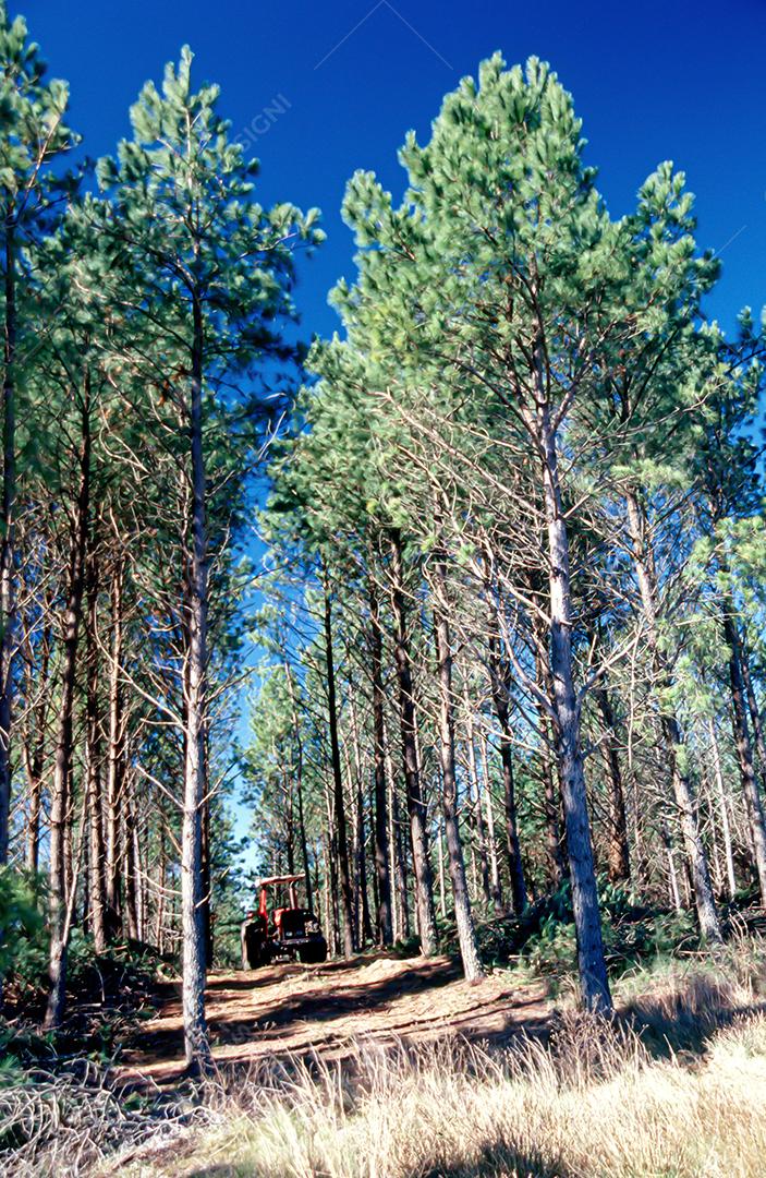 Matas e matas preservadas dentro de áreas brasileiras, com muita vegetação verde, preservando o meio ambiente.