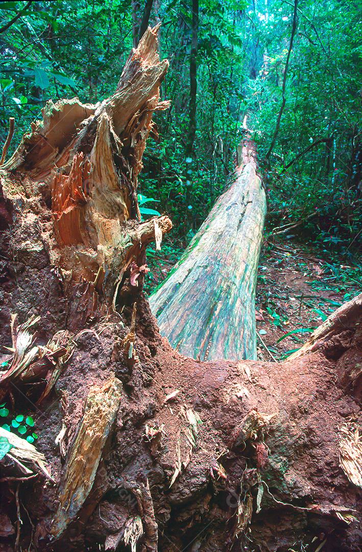 Matas e matas preservadas dentro de áreas brasileiras, com muita vegetação verde, preservando o meio ambiente.