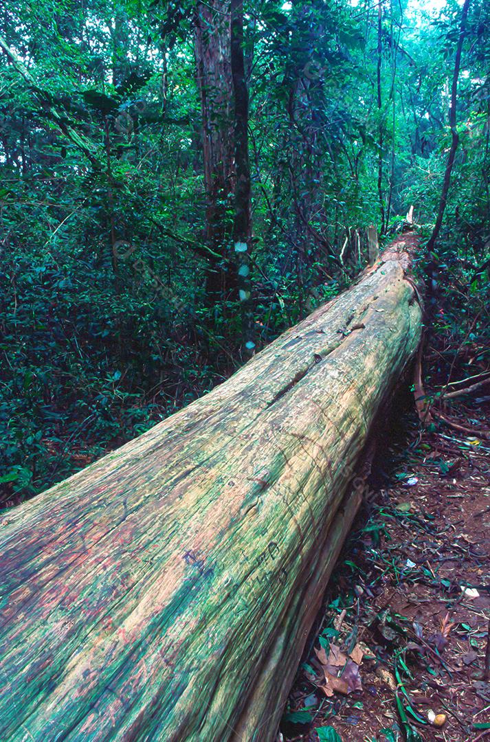 Matas e matas preservadas dentro de áreas brasileiras, com muita vegetação verde, preservando o meio ambiente.