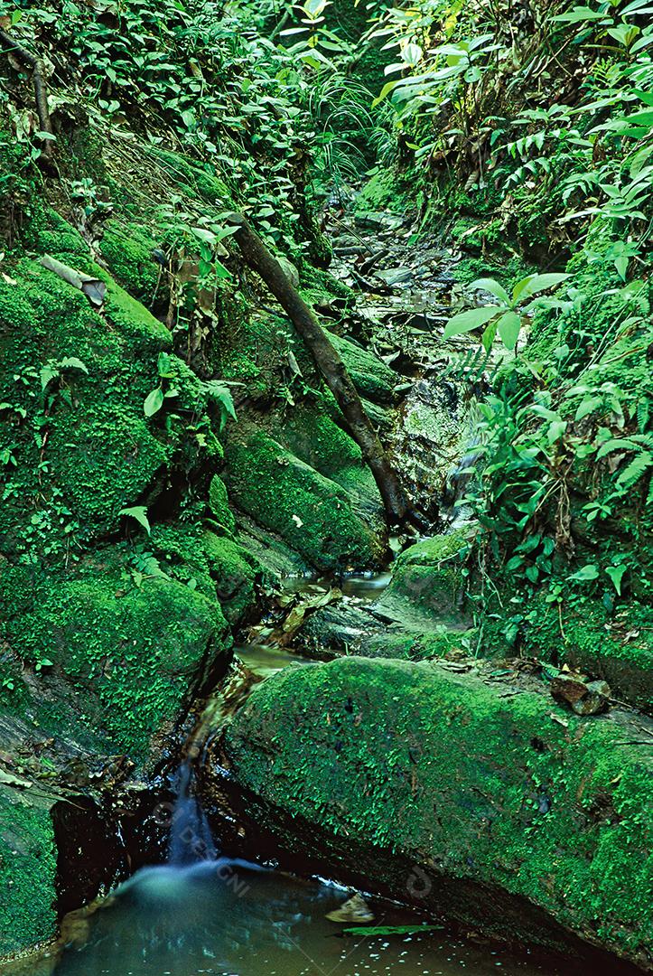 Matas e matas preservadas dentro de áreas brasileiras, com muita vegetação verde, preservando o meio ambiente.