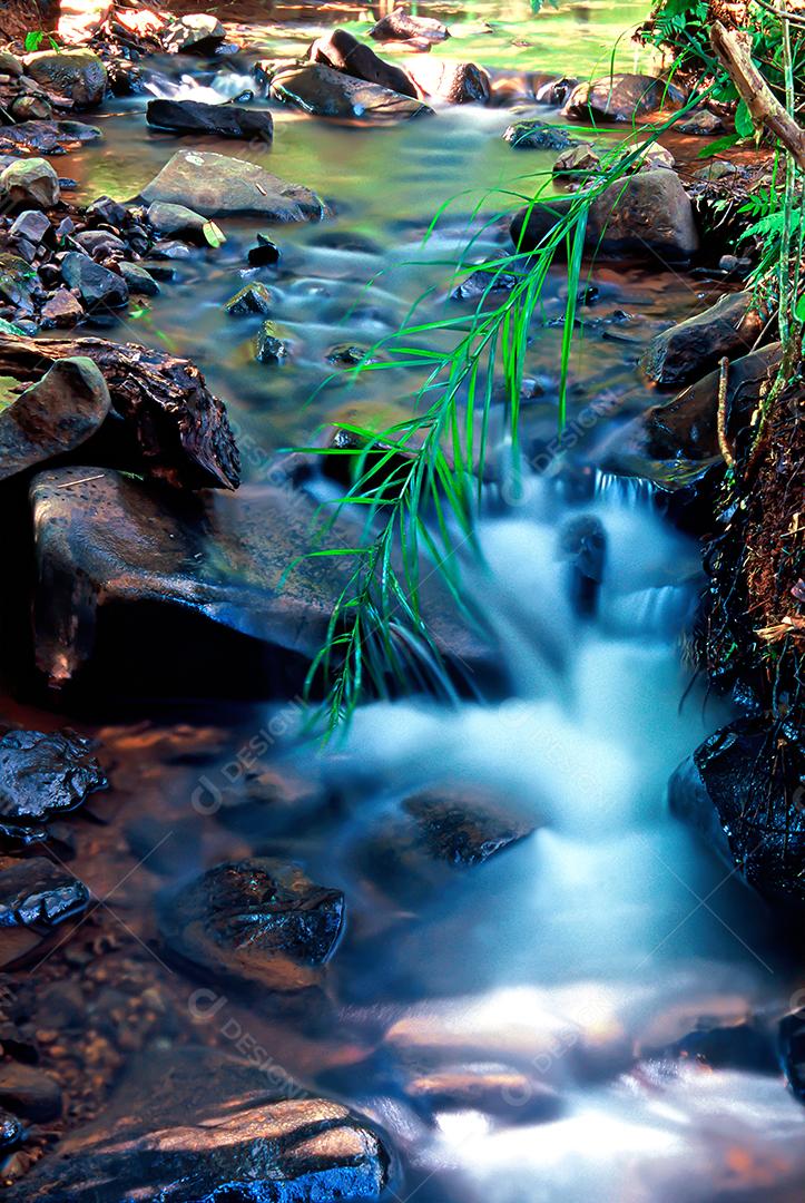Matas e matas preservadas dentro de áreas brasileiras, com muita vegetação verde, preservando o meio ambiente.