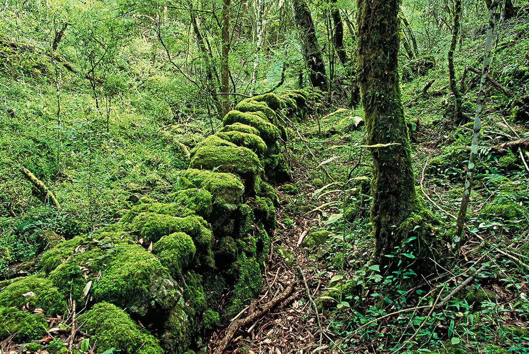Matas e matas preservadas dentro de áreas brasileiras, com muita vegetação verde, preservando o meio ambiente.