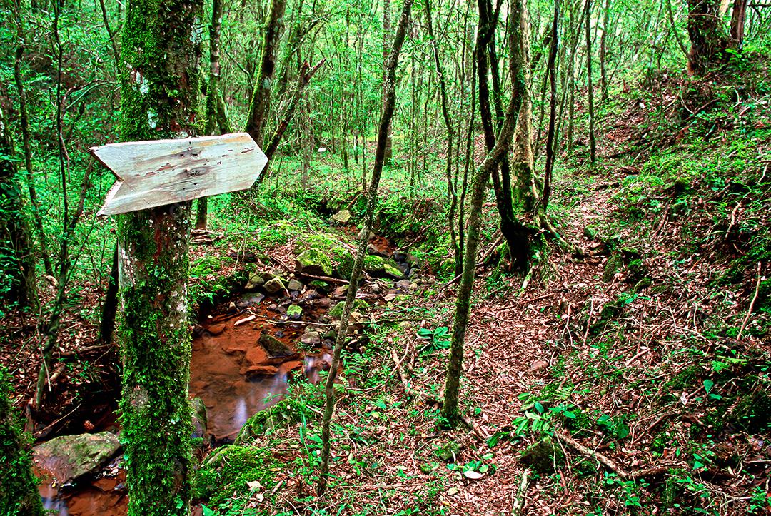 Matas e matas preservadas dentro de áreas brasileiras, com muita vegetação verde, preservando o meio ambiente.