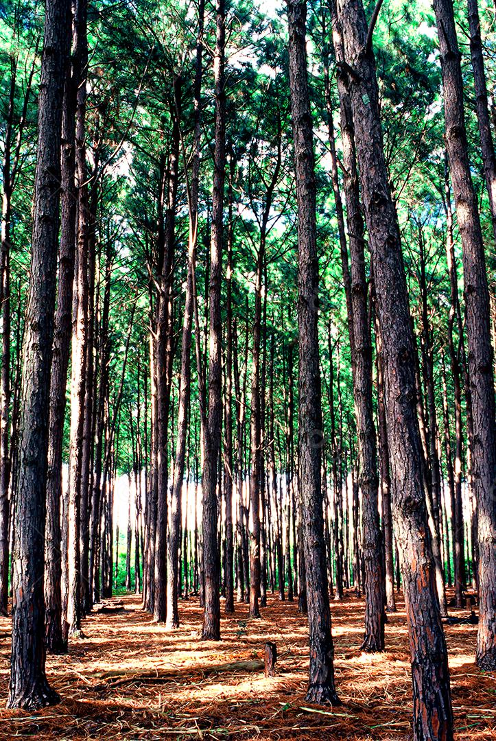 Matas e matas preservadas dentro de áreas brasileiras, com muita vegetação verde, preservando o meio ambiente.