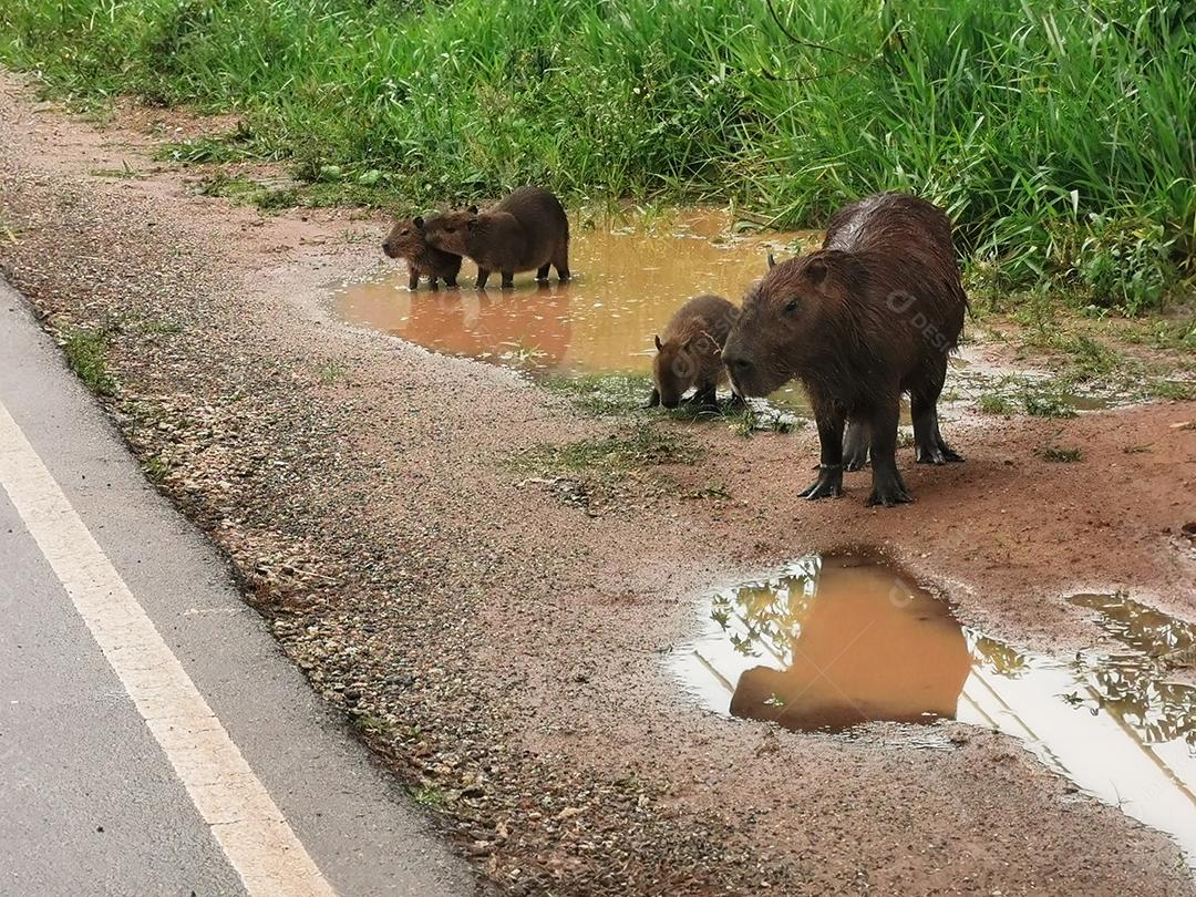 Família de capivaras na poça de lama ao lado da estrada.