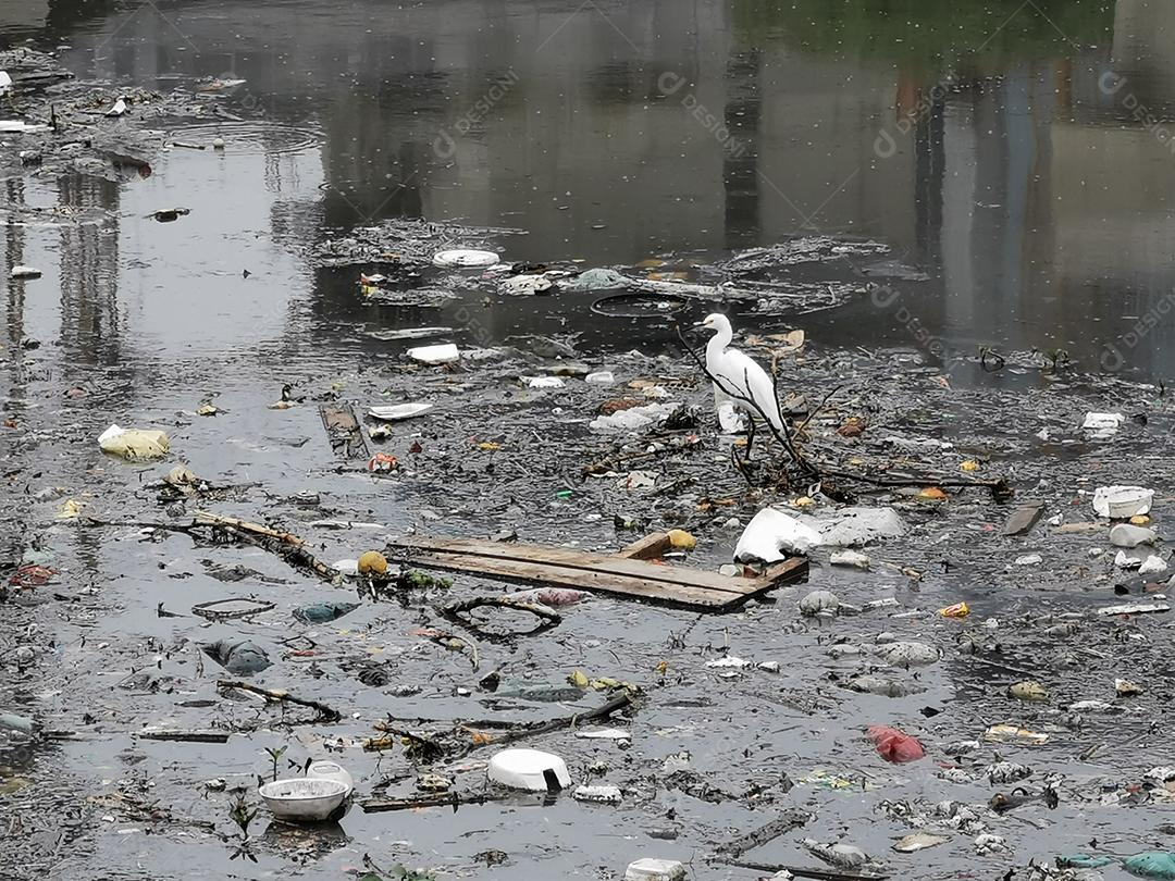 Vista de um rio Pinheiros poluído no meio da natureza com um pássaro dentro
