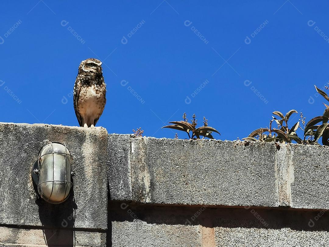 Vista de uma coruja na parede com céu azul.