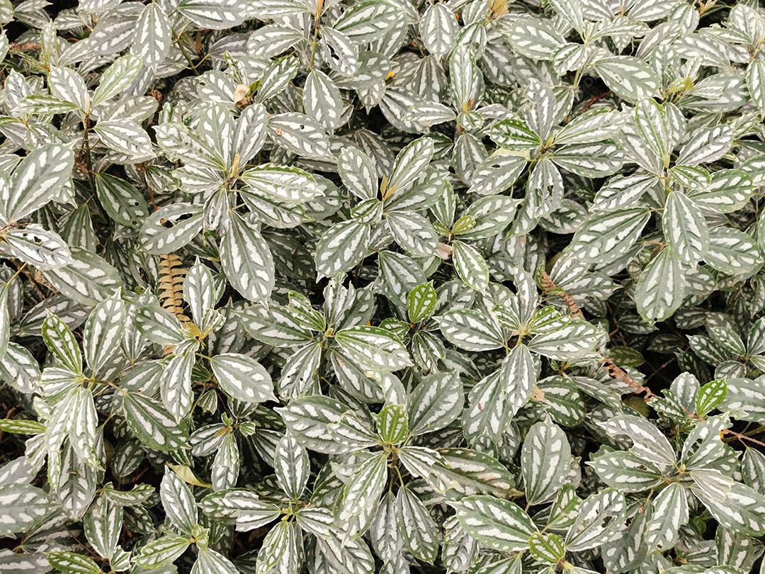 Vista superior de um grupo de folhas verdes e brancas.