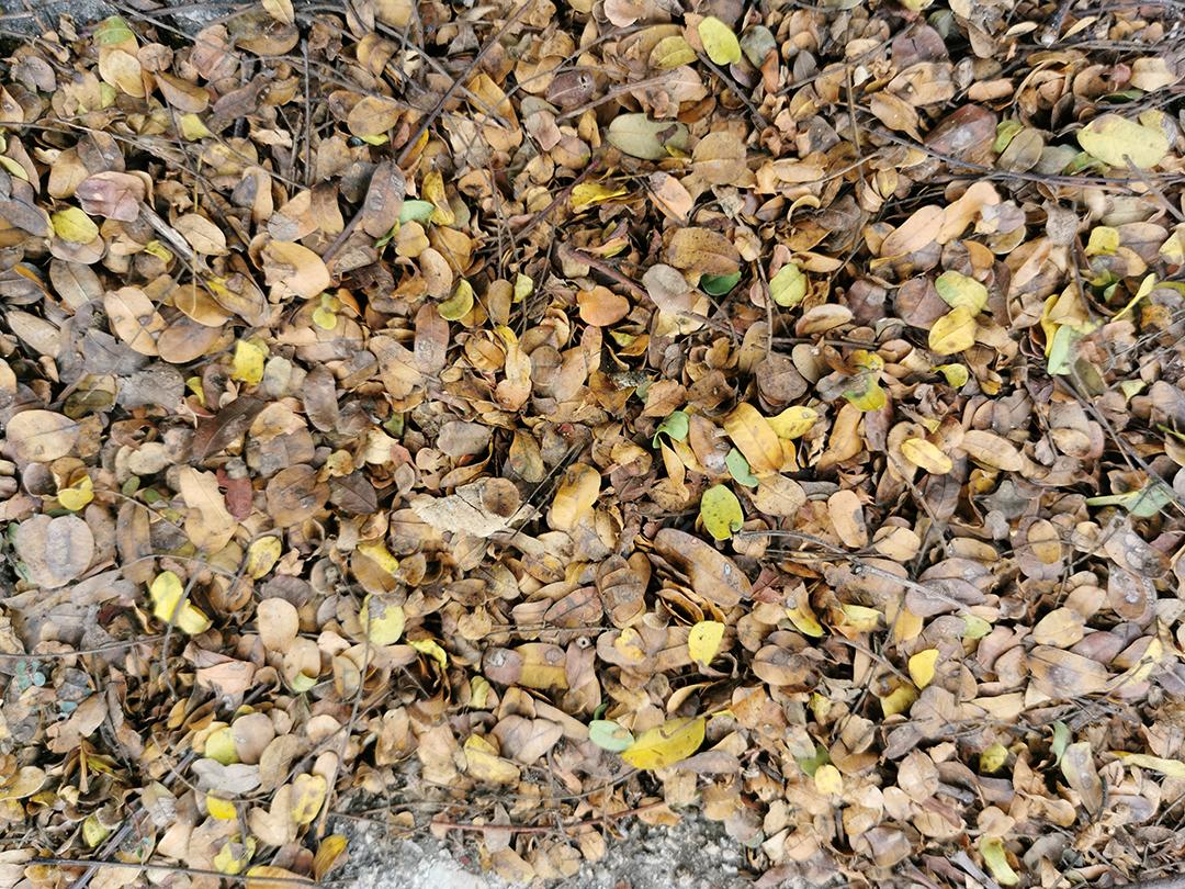 vista de perto da textura de folhas secas no chão.