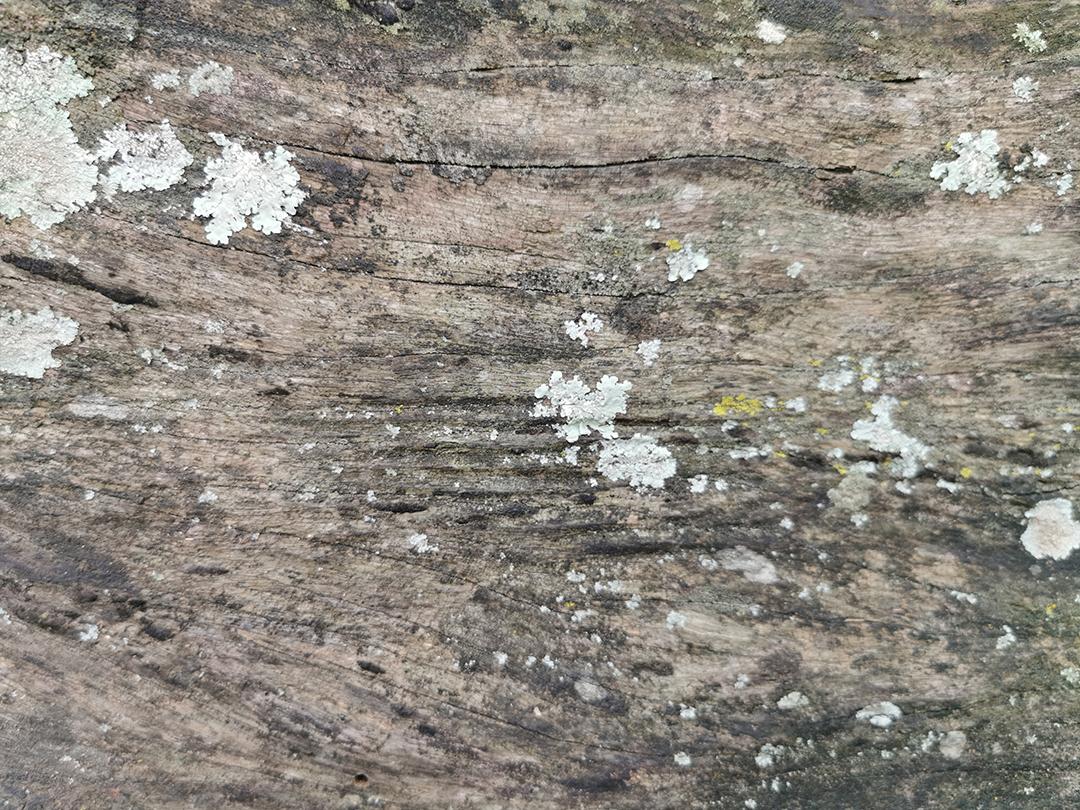 vista de perto da textura de madeira vintage.