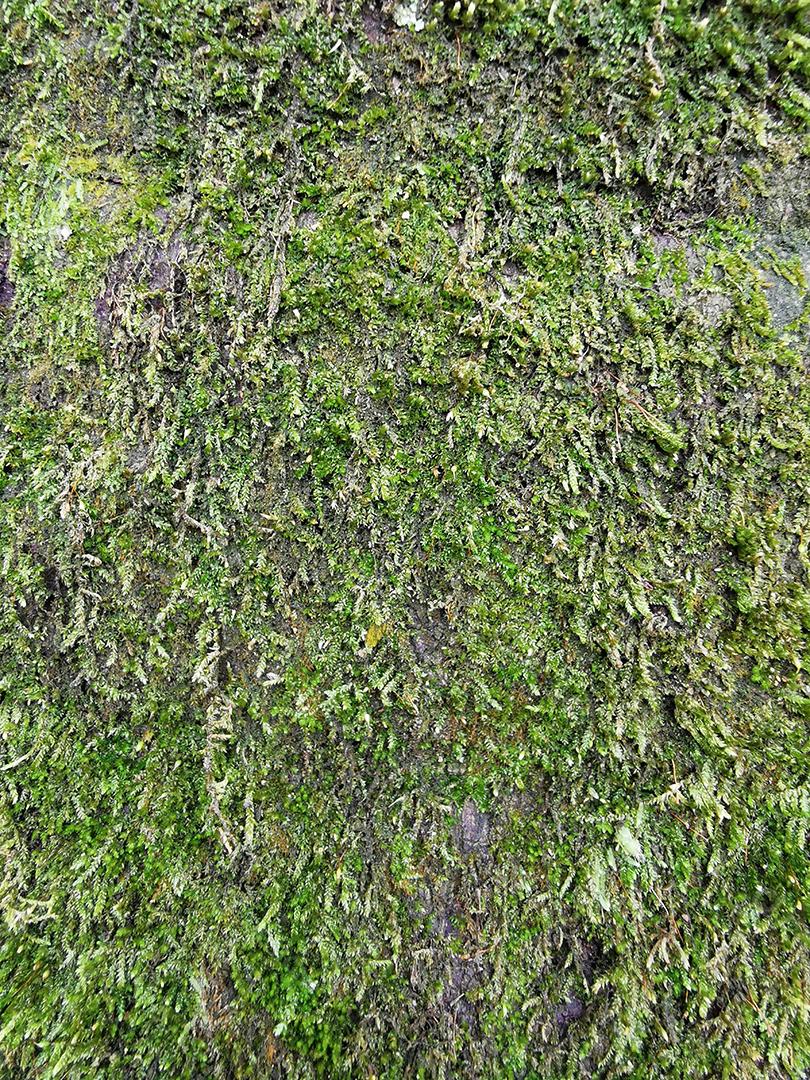 vista próxima da textura de musgo verde na natureza.