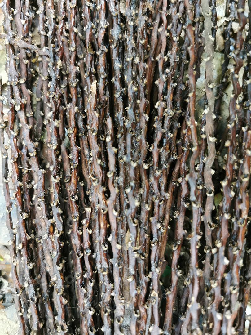 Quadro completo de cordas de raízes vegetais.