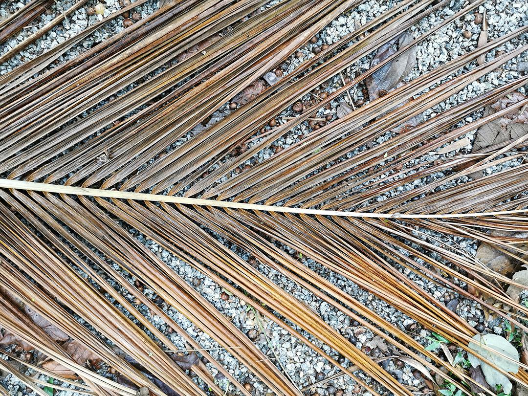 vista de perto da folha de palmeira seca na natureza.