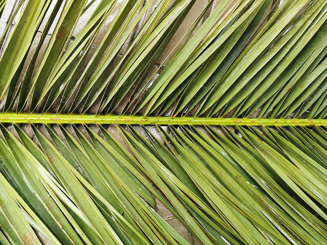 Feche a vista de folhas de palmeira verdes molhadas.