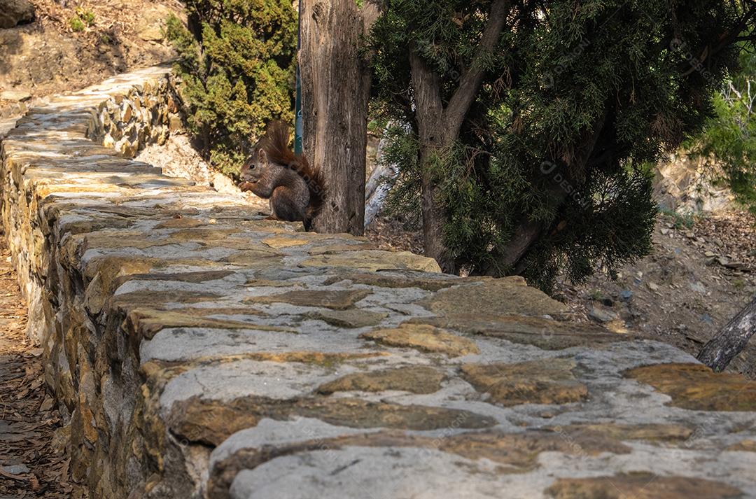 Vista do esquilo vermelho comendo nozes.