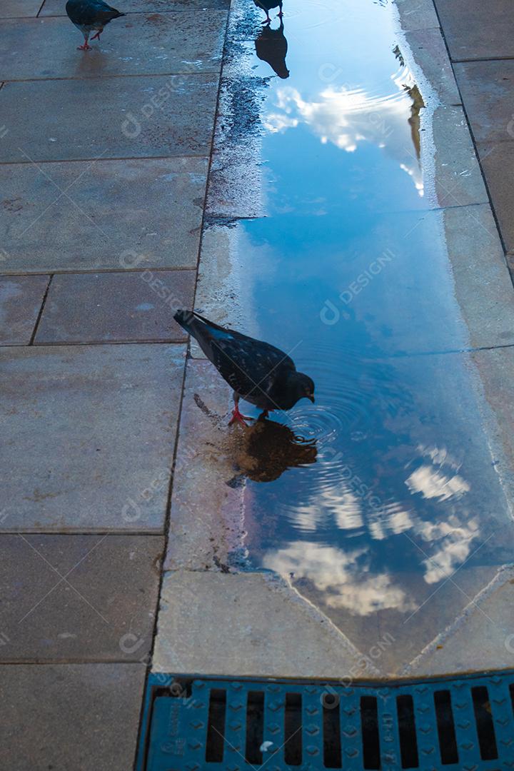 Vista de pombos bebendo água com reflexo do céu.