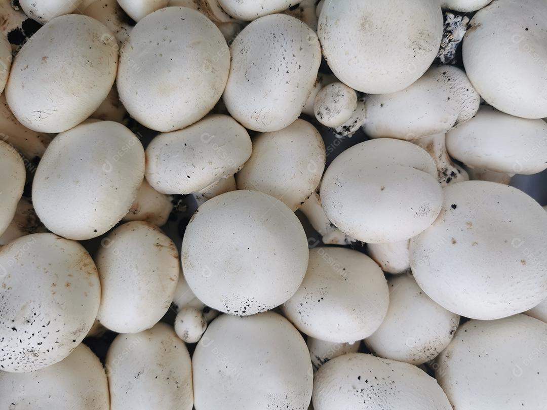 Quadro completo de cogumelos crus brancos