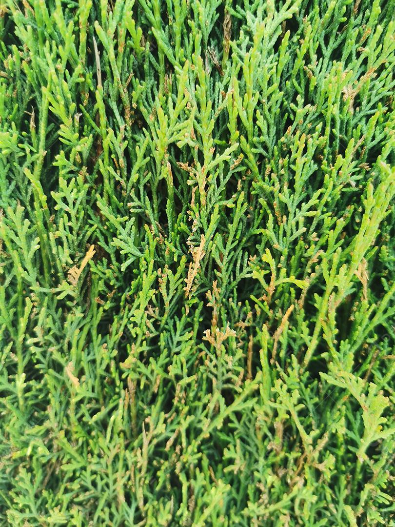 Fundo de galhos de árvores de Natal