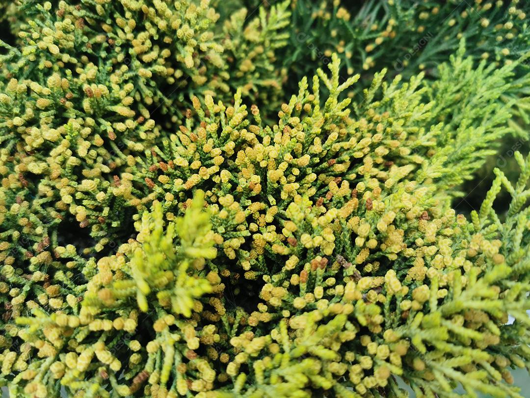 Fundo de galhos de árvores de Natal