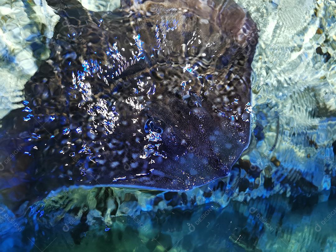 Vista próxima de uma bela natação Stingray.