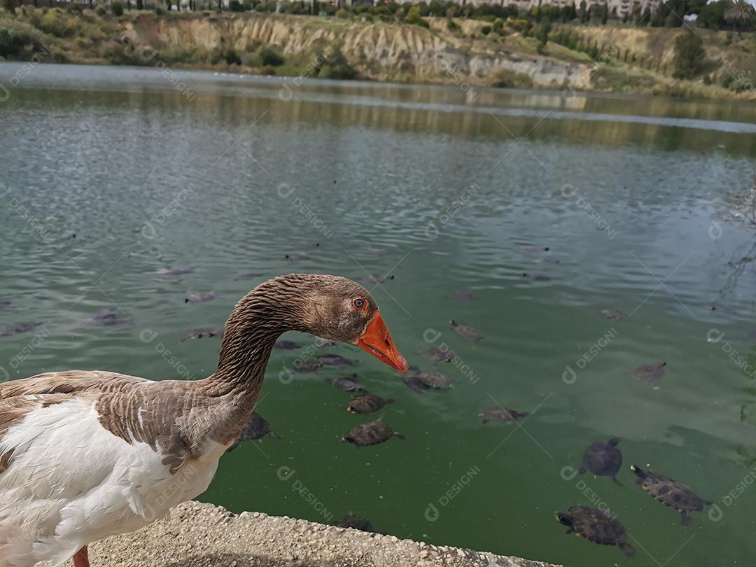 Vista de um lindo pato no lago La barrera em Málaga, Espanha.