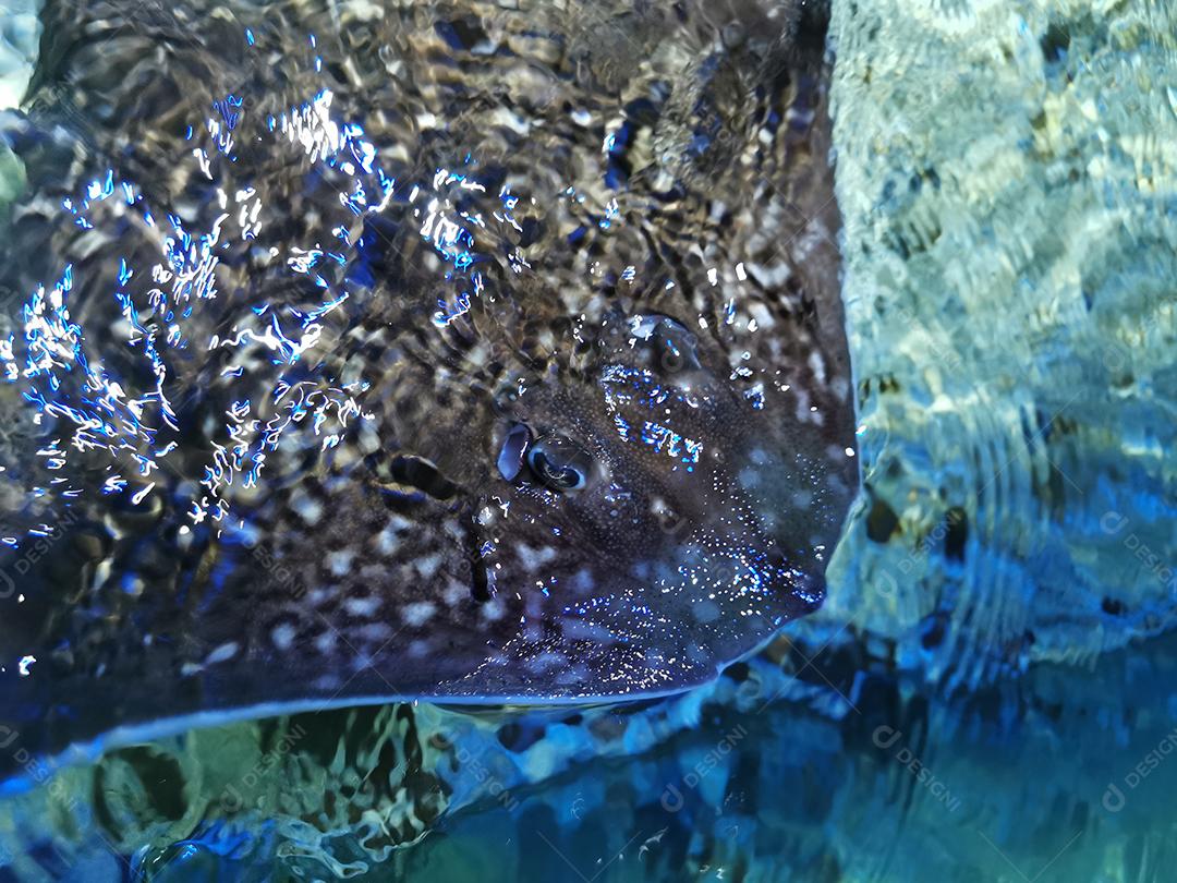 Vista próxima de uma bela natação Stingray.