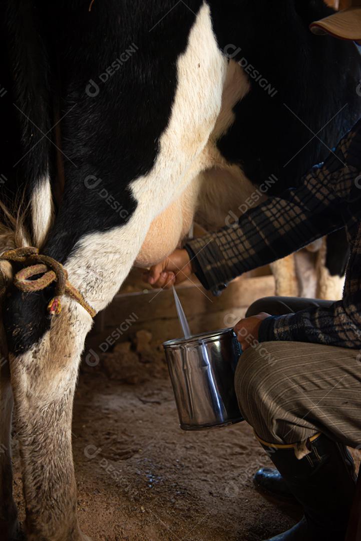 Ordenha de vaca, tirando leite