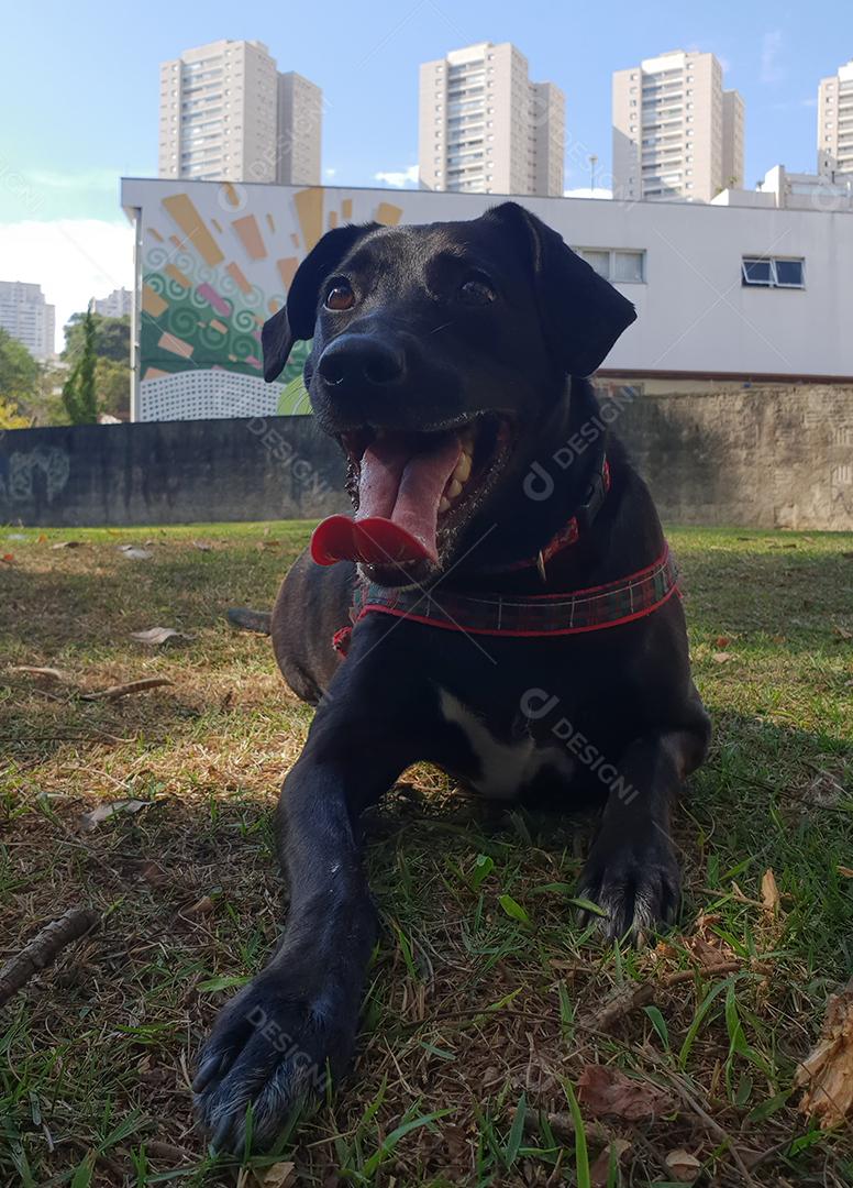 Vista do cachorro preto com a língua de fora.